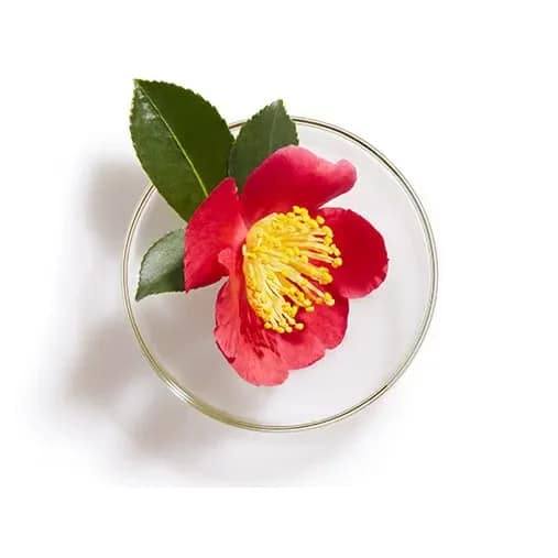 Shiseido Tsubaki Premium Volume & Repair Shampoo