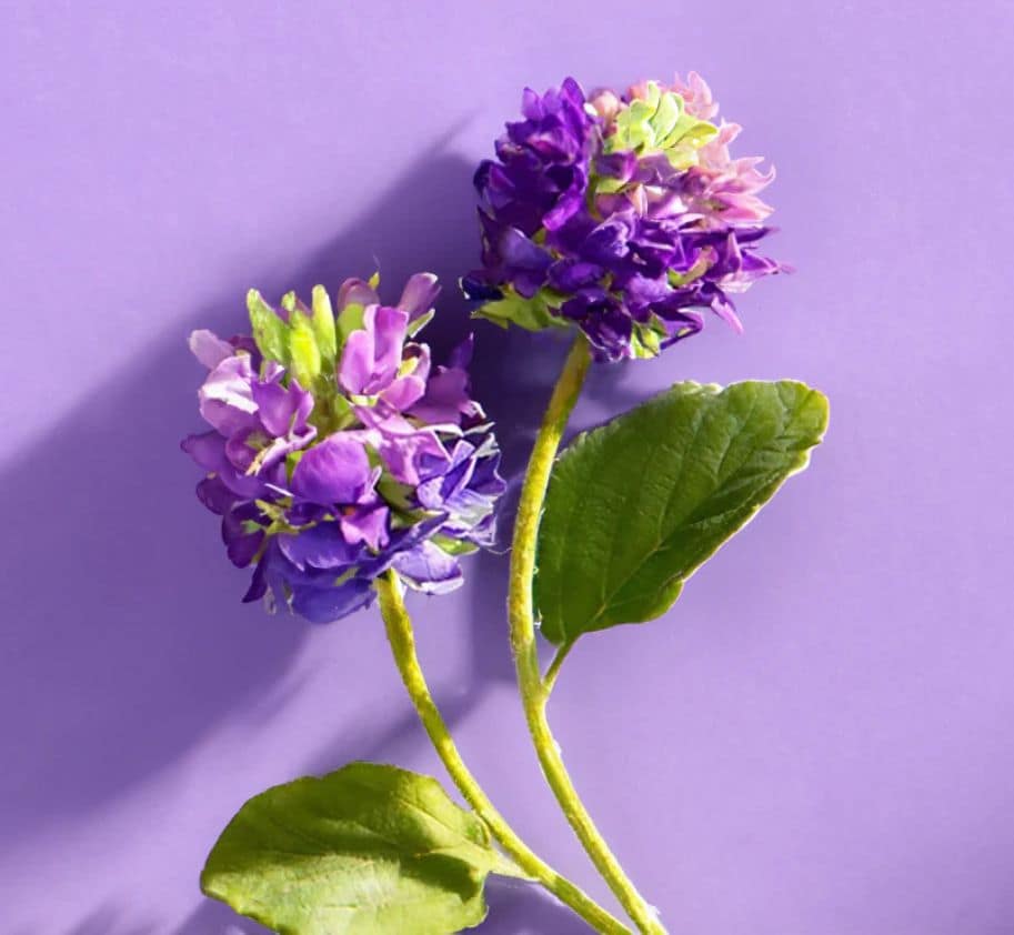 babchi biljka bakučiol